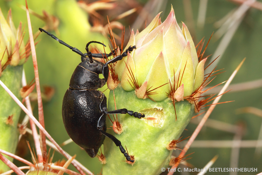 Third attempt - holding detaching pad with forceps for better view.